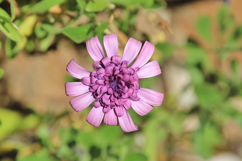 Foto: Flor - Cortelazor (Huelva), España