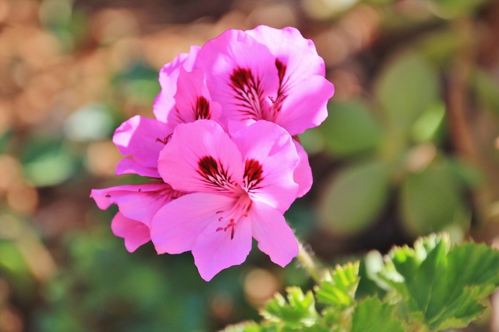 Foto: Flor - Alájar (Huelva), España