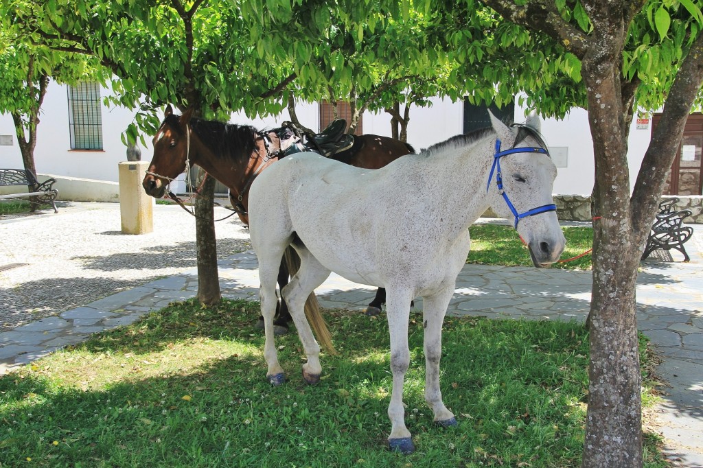 Foto: Caballos - Aracena (Huelva), España