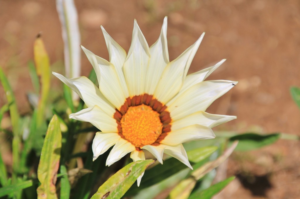 Foto: Flor - Aracena (Huelva), España