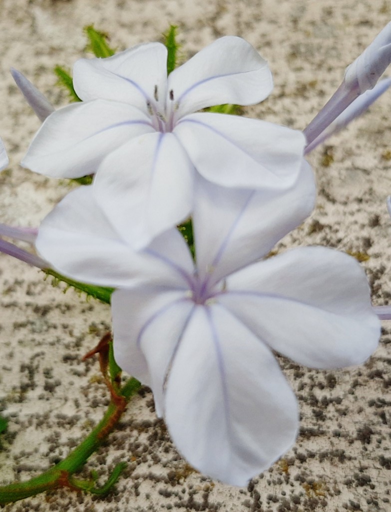 Foto: Flor - Minas de Riotinto (Huelva), España