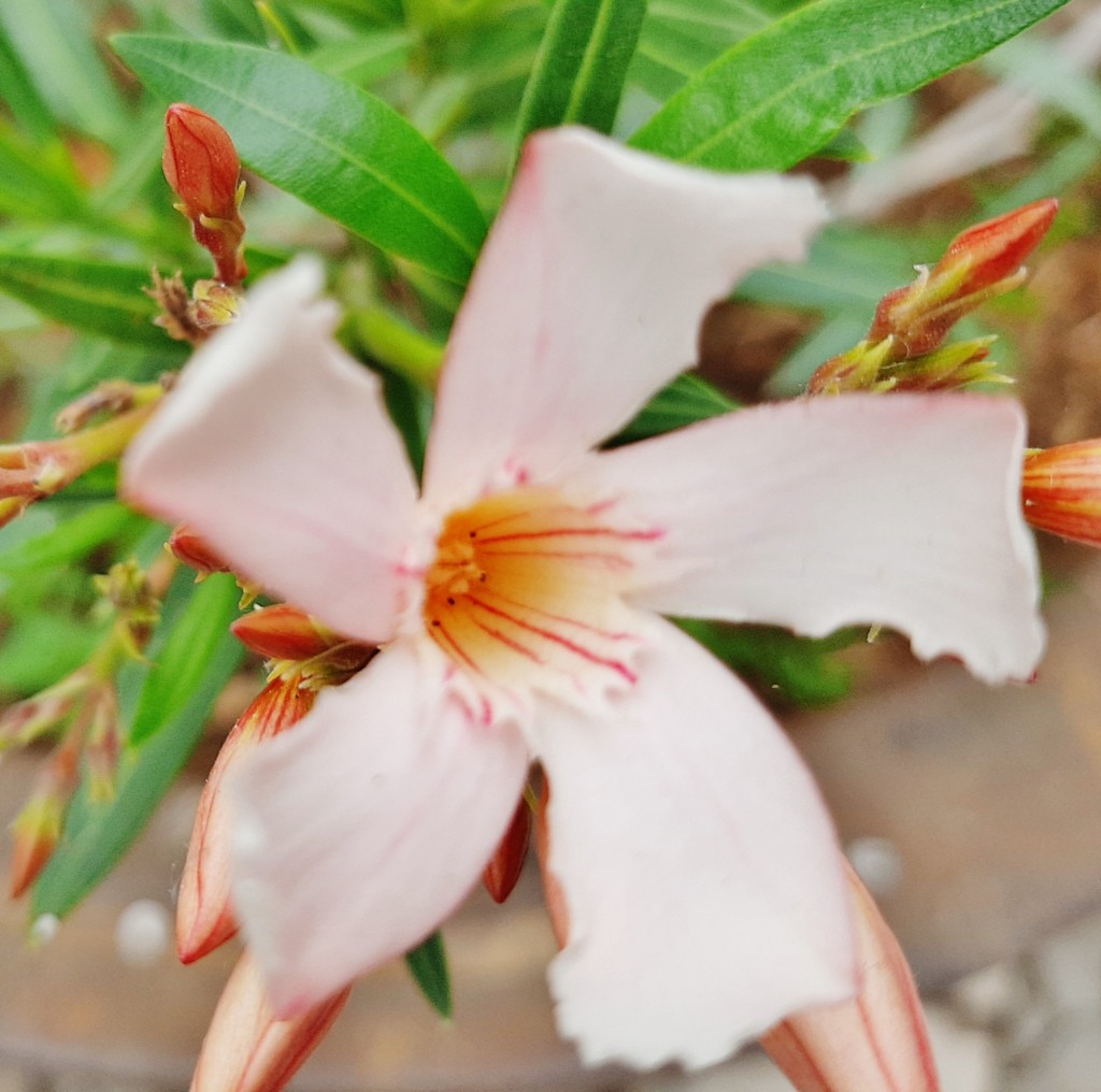 Foto: Flor - Minas de Riotinto (Huelva), España