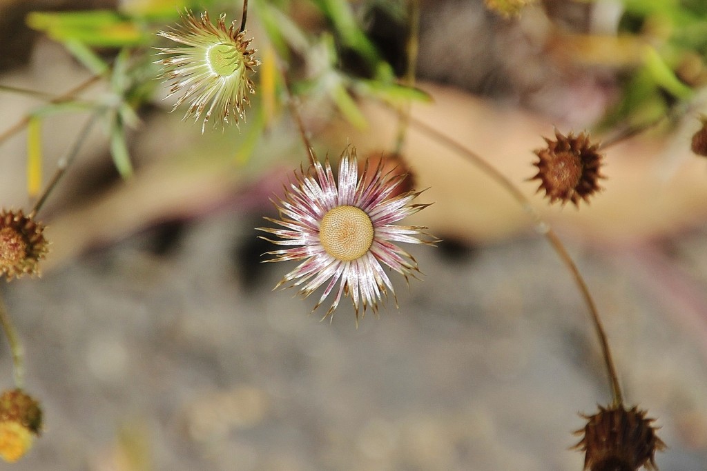 Foto: Flor - Minas de Riotinto (Huelva), España