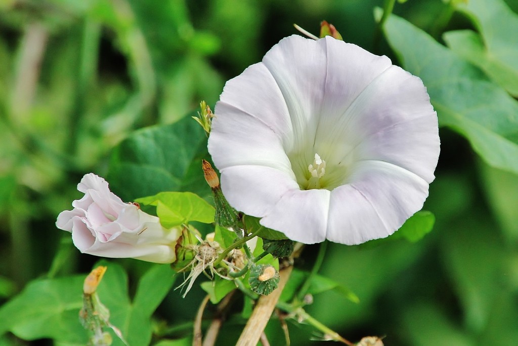 Foto: Flor - Salas (Asturias), España