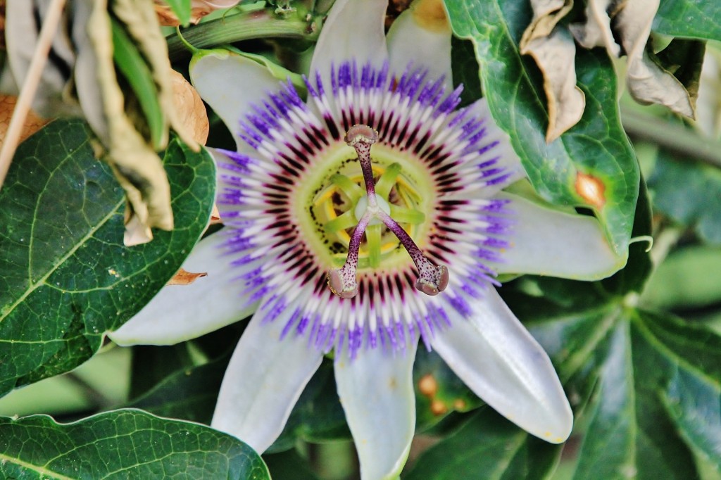 Foto: Flor - Salas (Asturias), España