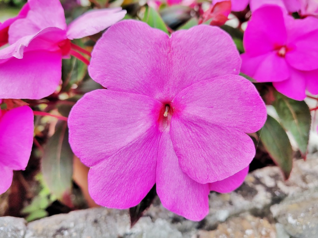 Foto: Flor - Villanueva de Cangas de Onís (Asturias), España