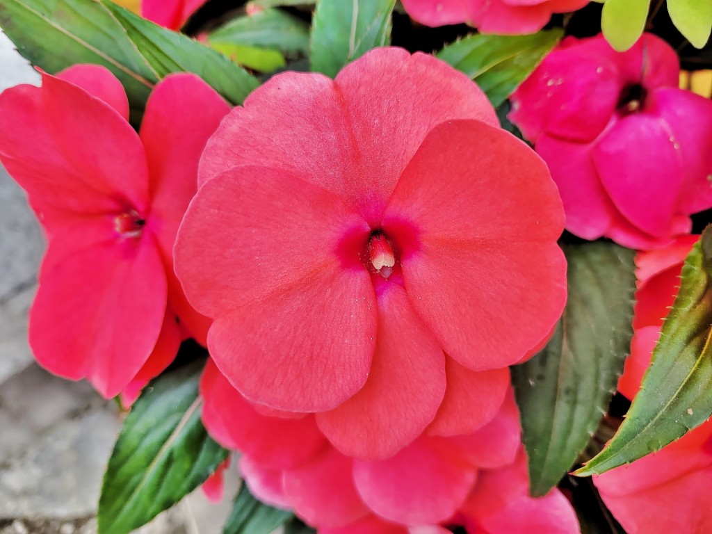 Foto: Flor - Villanueva de Cangas de Onís (Asturias), España