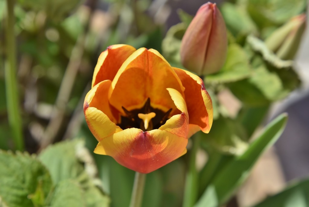 Foto: Flor - Bubión (Granada), España