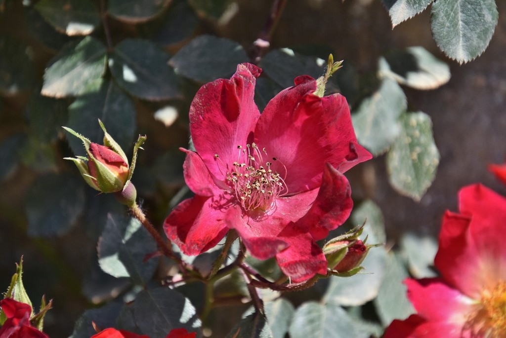 Foto: Flor - Alhama de Granada (Granada), España