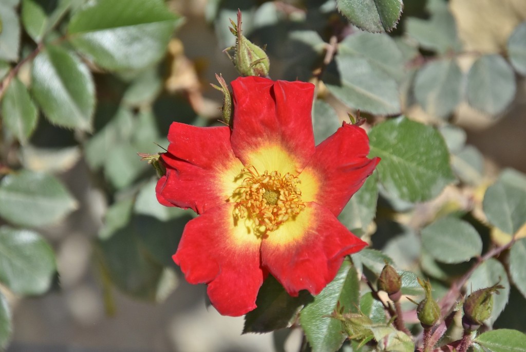 Foto: Flor - Alhama de Granada (Granada), España