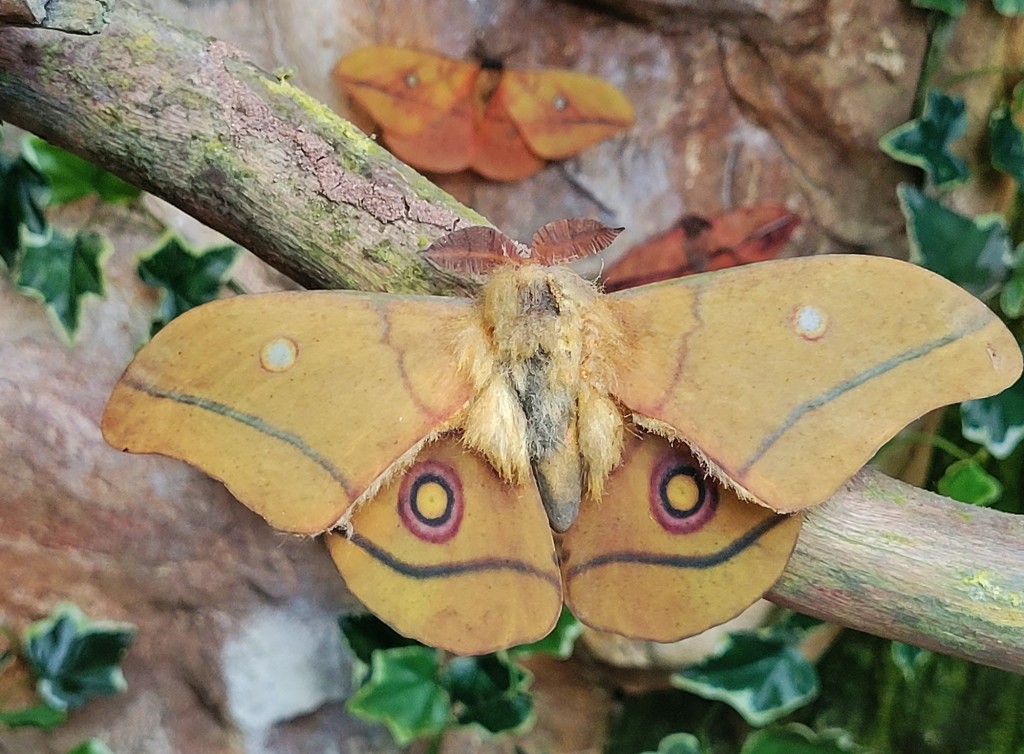 Foto: Mariposario - Benalmádena (Málaga), España