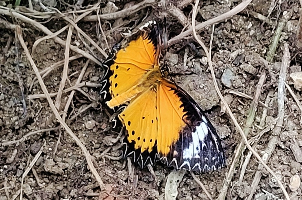 Foto: Mariposario - Benalmádena (Málaga), España