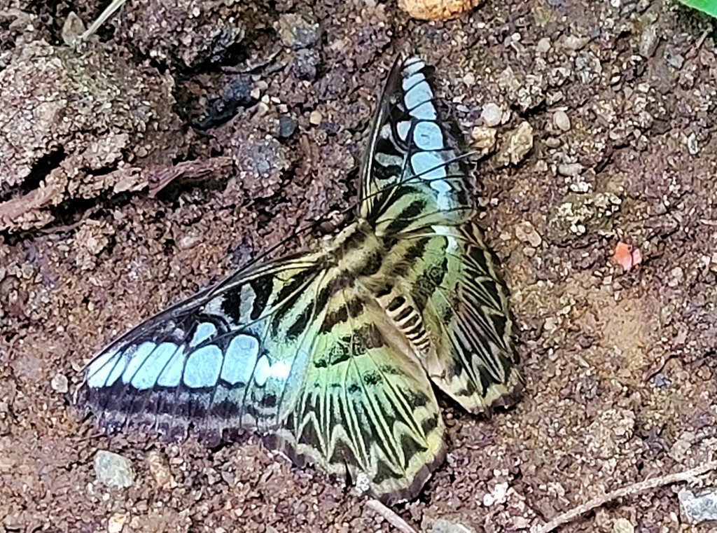 Foto: Mariposario - Benalmádena (Málaga), España