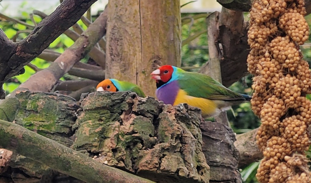 Foto: Mariposario - Benalmádena (Málaga), España