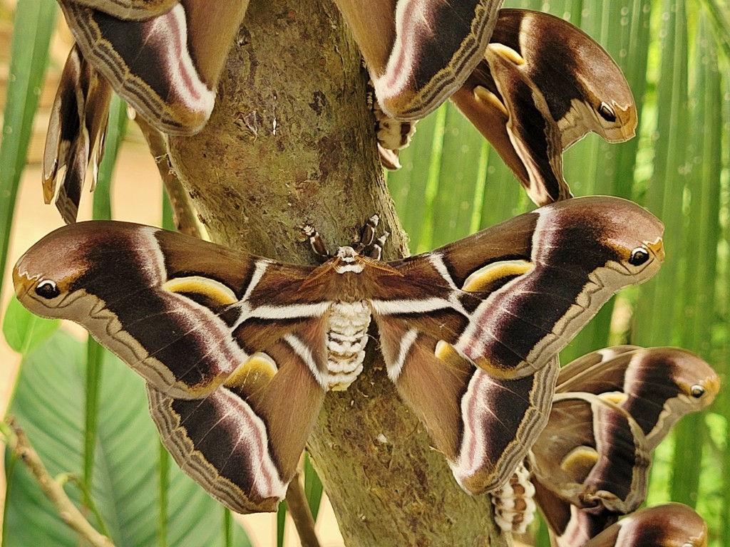 Foto: Mariposario - Benalmádena (Málaga), España