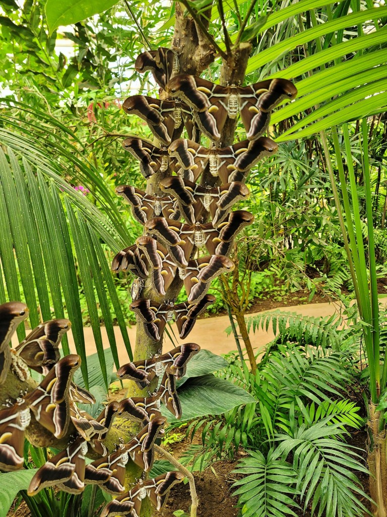 Foto: Mariposario - Benalmádena (Málaga), España