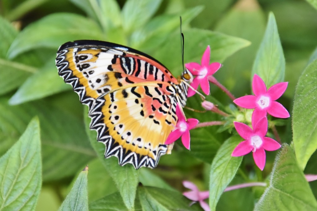 Foto: Mariposario - Benalmádena (Málaga), España