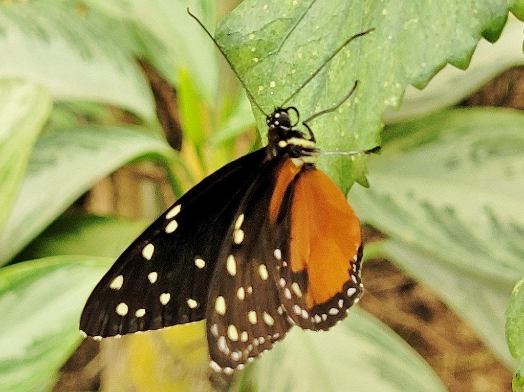 Foto: Mariposario - Benalmádena (Málaga), España