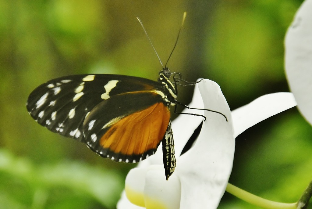 Foto: Mariposario - Benalmádena (Málaga), España