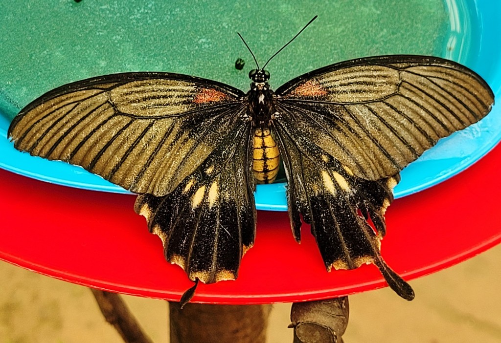 Foto: Mariposario - Benalmádena (Málaga), España