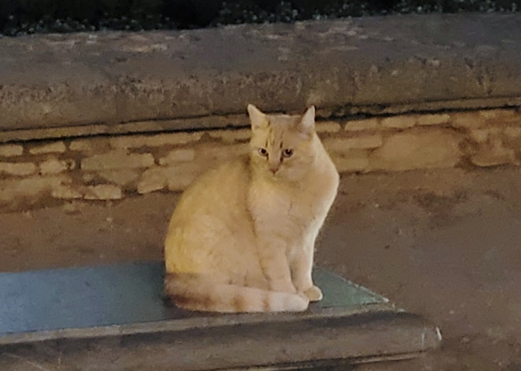 Foto: Gatito - Granada (Andalucía), España