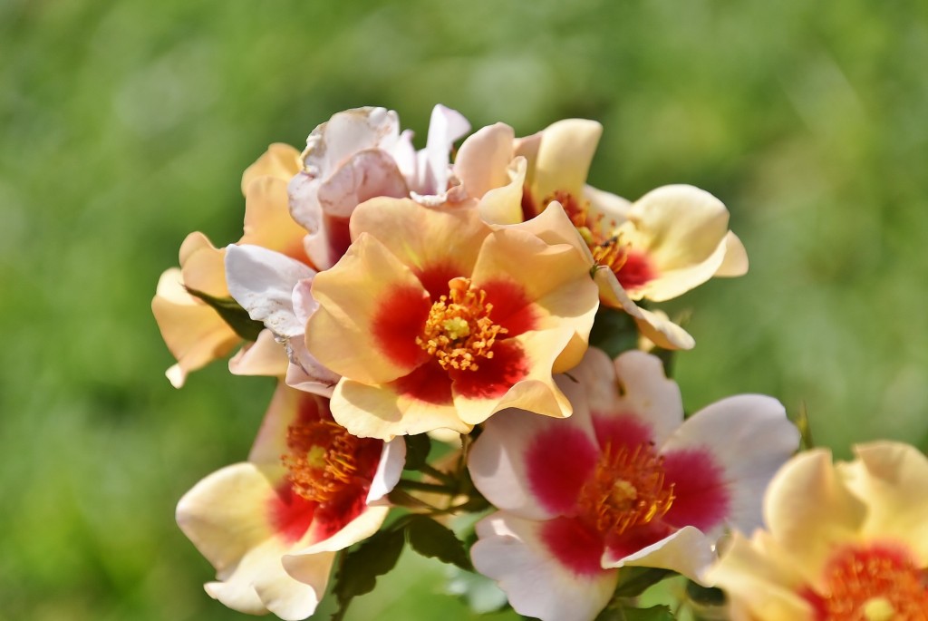 Foto: Concurso de rosas - Barcelona (Cataluña), España