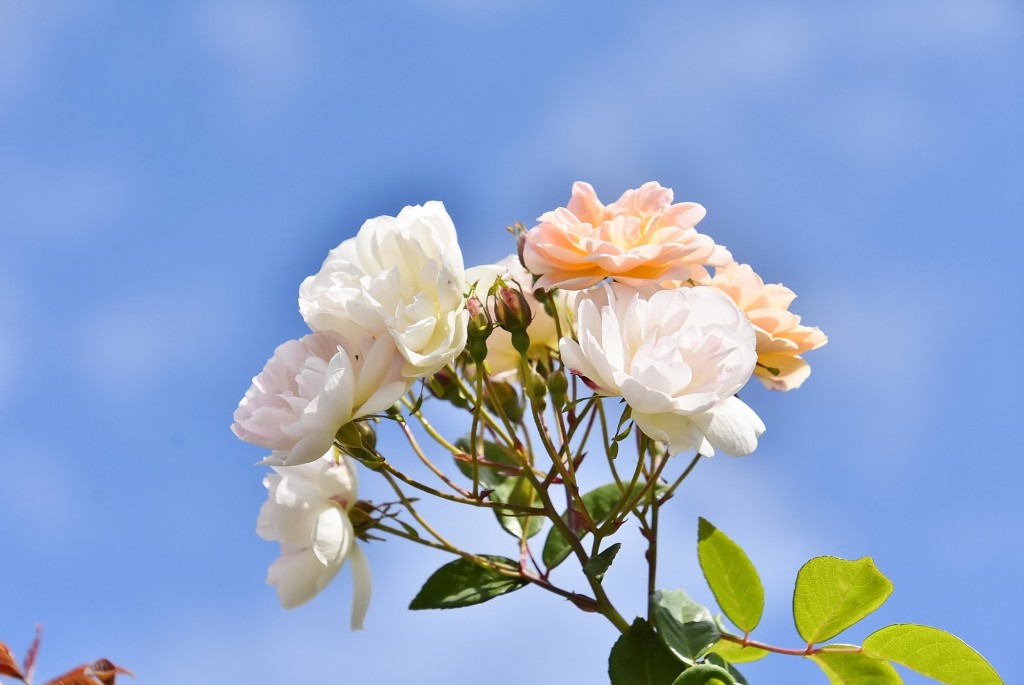 Foto: Concurso de rosas - Barcelona (Cataluña), España