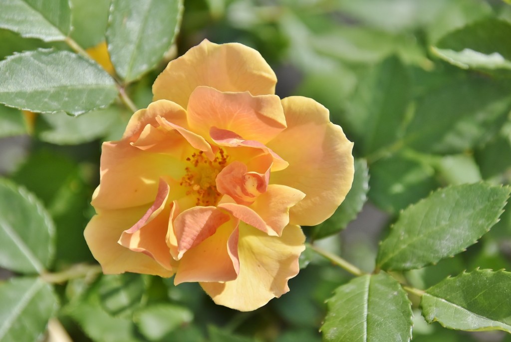 Foto: Concurso de rosas - Barcelona (Cataluña), España