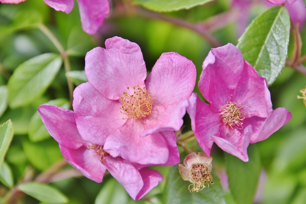 Foto: Concurso de rosas - Barcelona (Cataluña), España