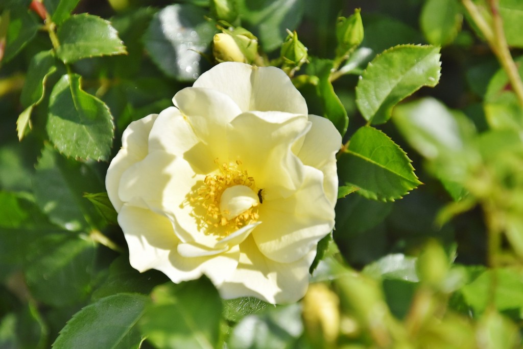 Foto: Concurso de rosas - Barcelona (Cataluña), España