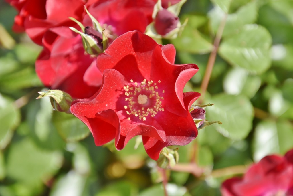 Foto: Concurso de rosas - Barcelona (Cataluña), España