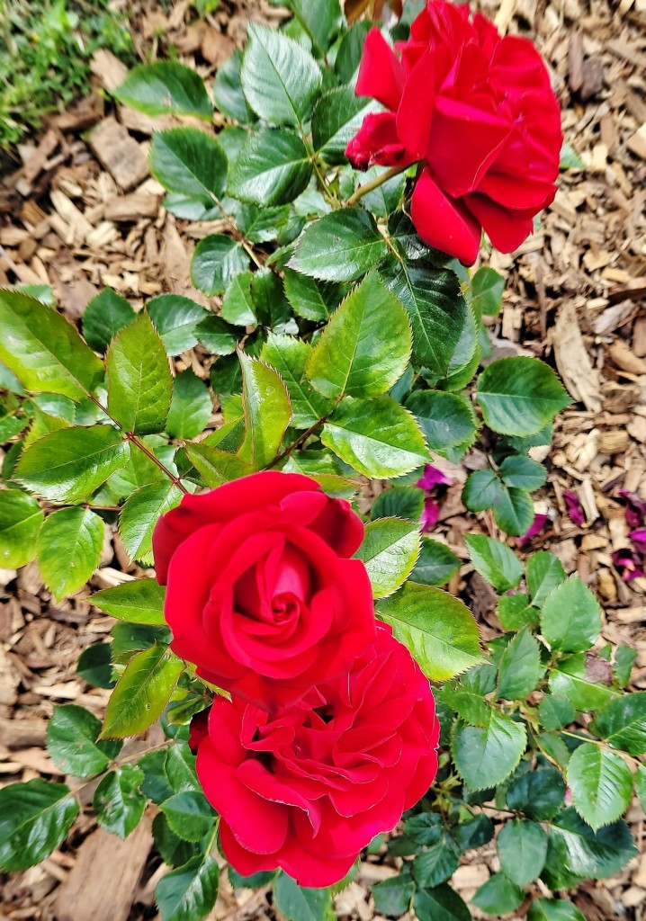 Foto: Concurso de rosas - Barcelona (Cataluña), España