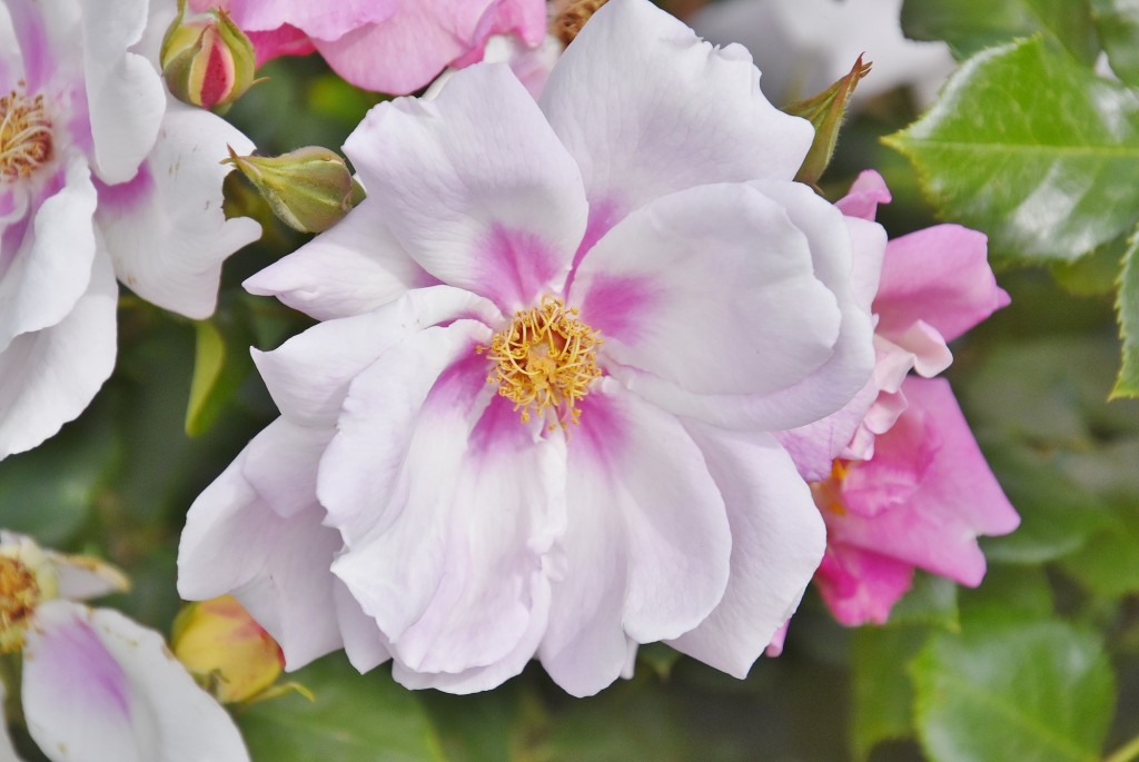 Foto: Concurso de rosas - Barcelona (Cataluña), España