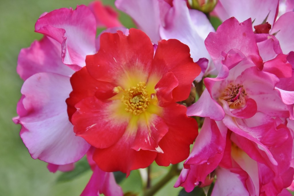 Foto: Concurso de rosas - Barcelona (Cataluña), España