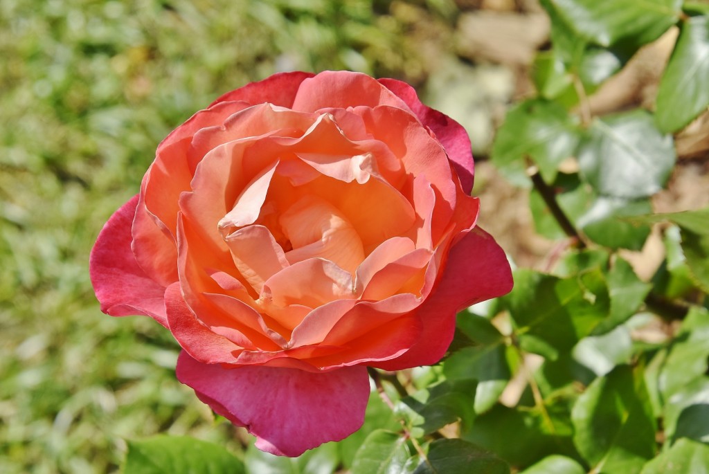 Foto: Concurso de rosas - Barcelona (Cataluña), España