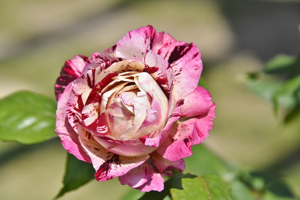 Foto: Concurso de rosas - Barcelona (Cataluña), España