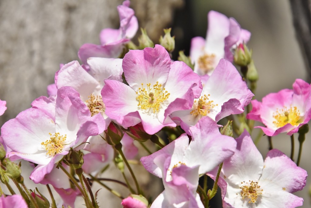 Foto: Concurso de rosas - Barcelona (Cataluña), España