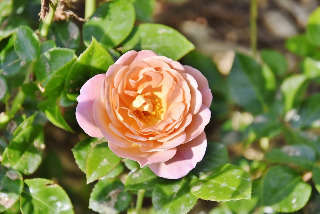 Foto: Concurso de rosas - Barcelona (Cataluña), España