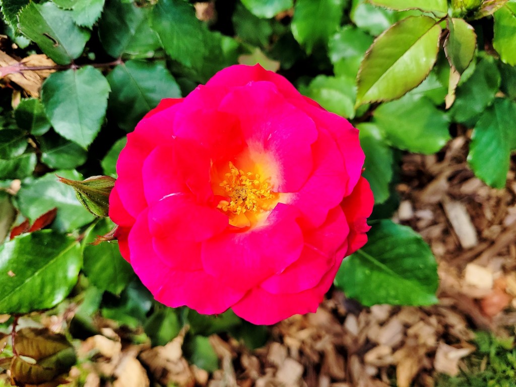 Foto: Concurso de rosas - Barcelona (Cataluña), España