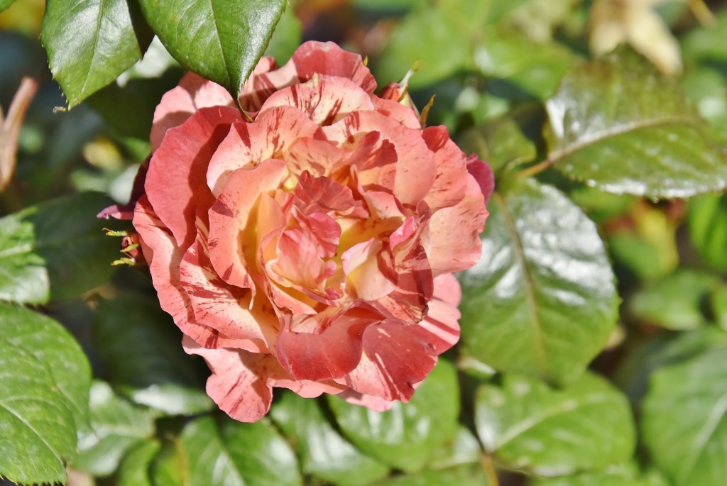 Foto: Concurso de rosas - Barcelona (Cataluña), España