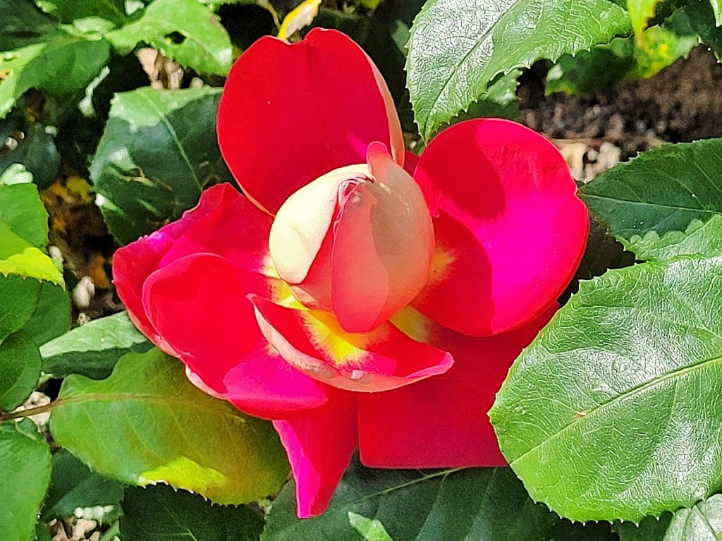 Foto: Concurso de rosas - Barcelona (Cataluña), España