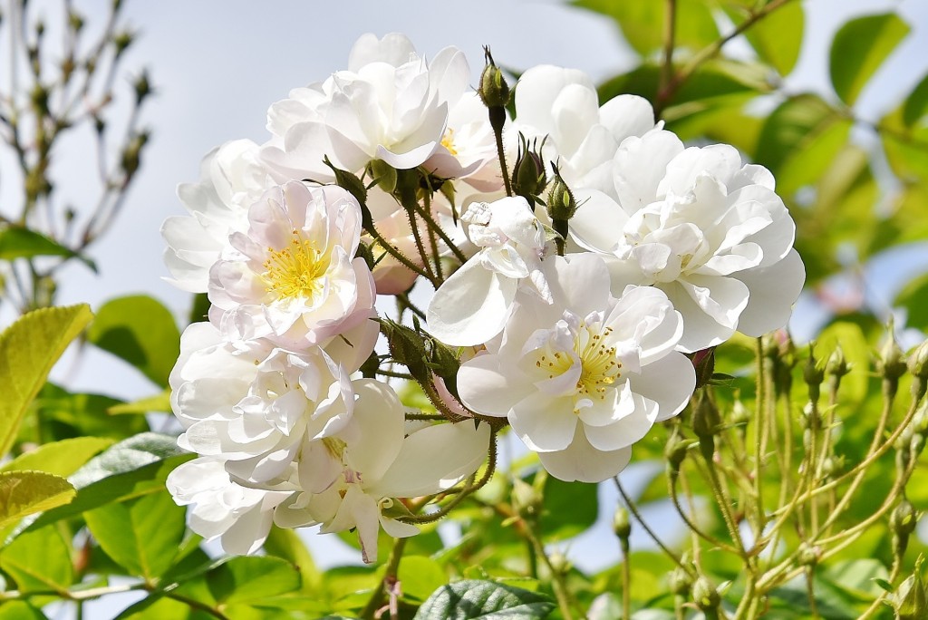 Foto: Concurso de rosas - Barcelona (Cataluña), España