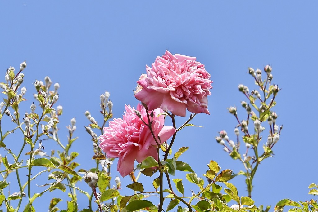 Foto: Concurso de rosas - Barcelona (Cataluña), España