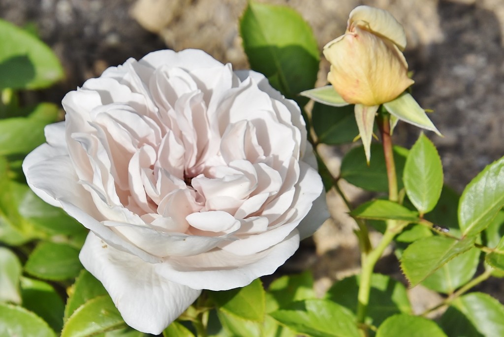 Foto: Concurso de rosas - Barcelona (Cataluña), España