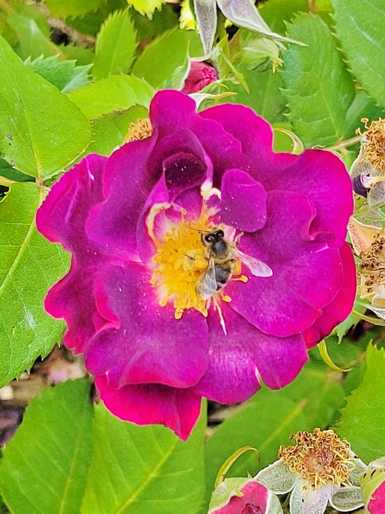 Foto: Concurso de rosas - Barcelona (Cataluña), España