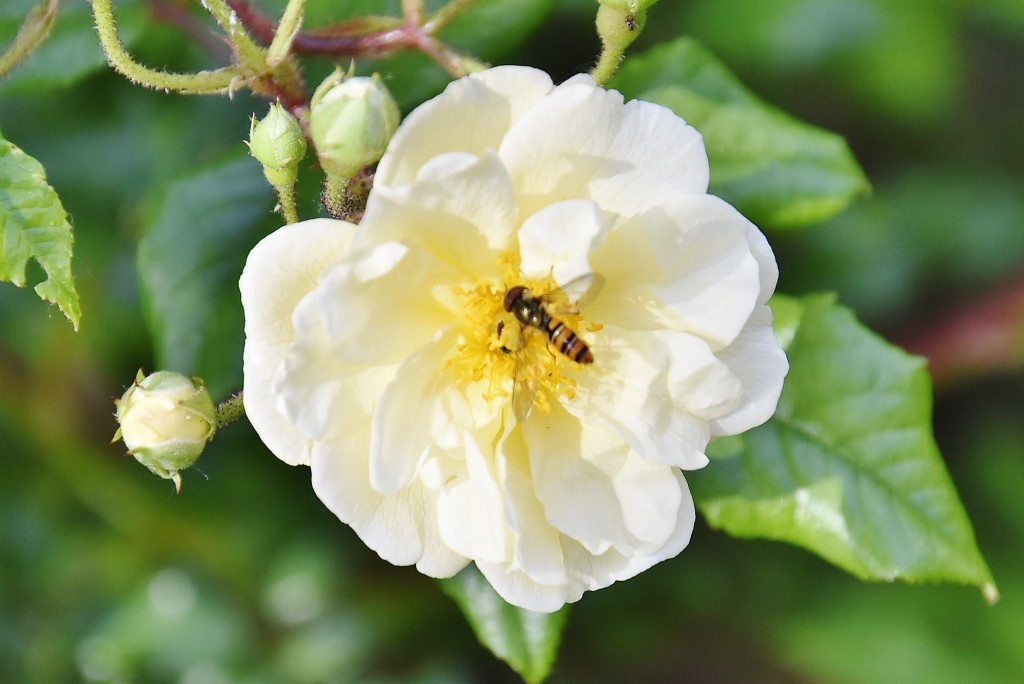 Foto: Concurso de rosas - Barcelona (Cataluña), España