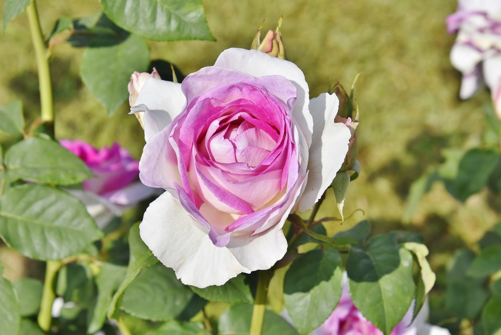 Foto: Concurso de rosas - Barcelona (Cataluña), España