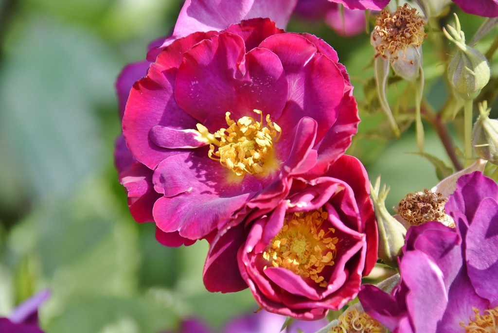 Foto: Concurso de rosas - Barcelona (Cataluña), España