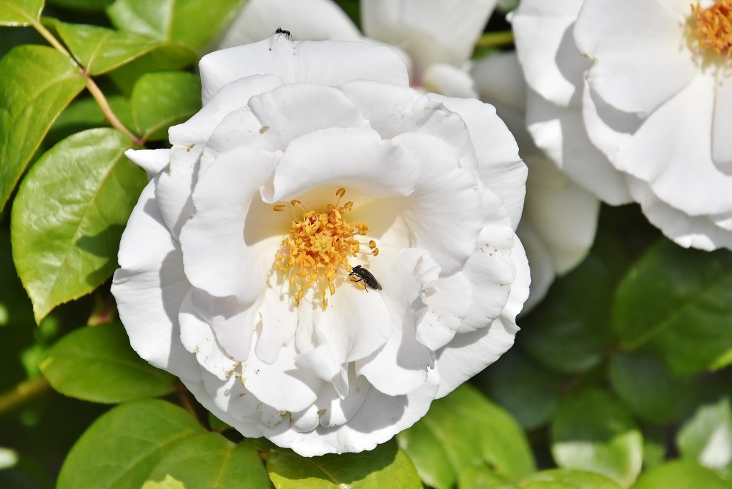 Foto: Concurso de rosas - Barcelona (Cataluña), España