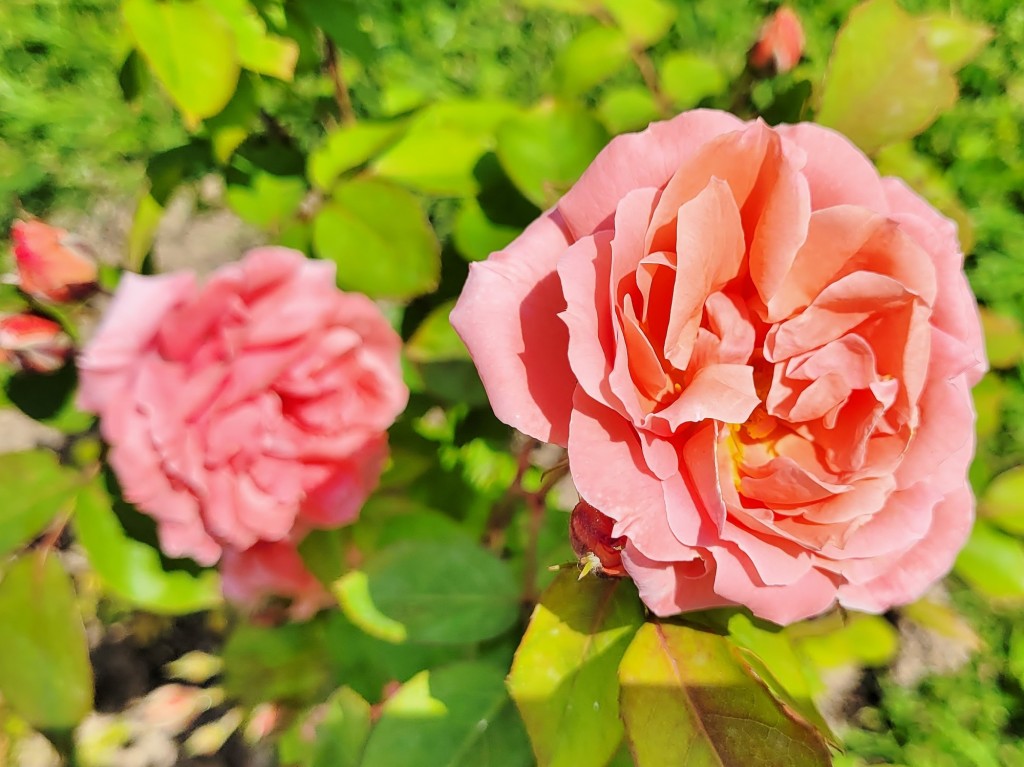 Foto: Concurso de rosas - Barcelona (Cataluña), España